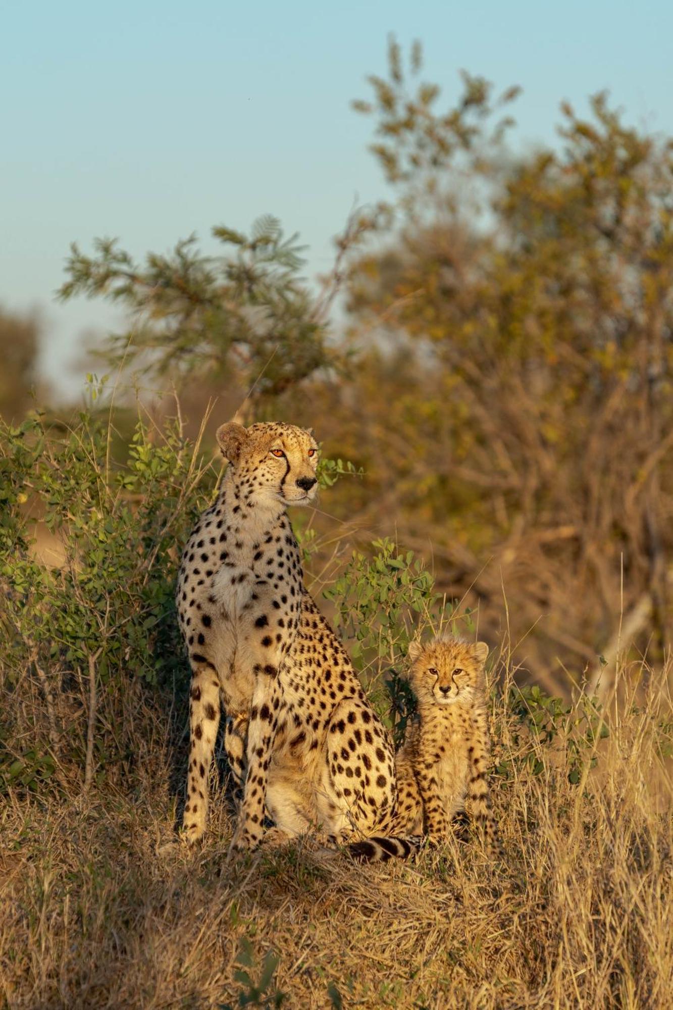 Ndzhaka Tented Camp Manyeleti Game Reserve Exterior photo