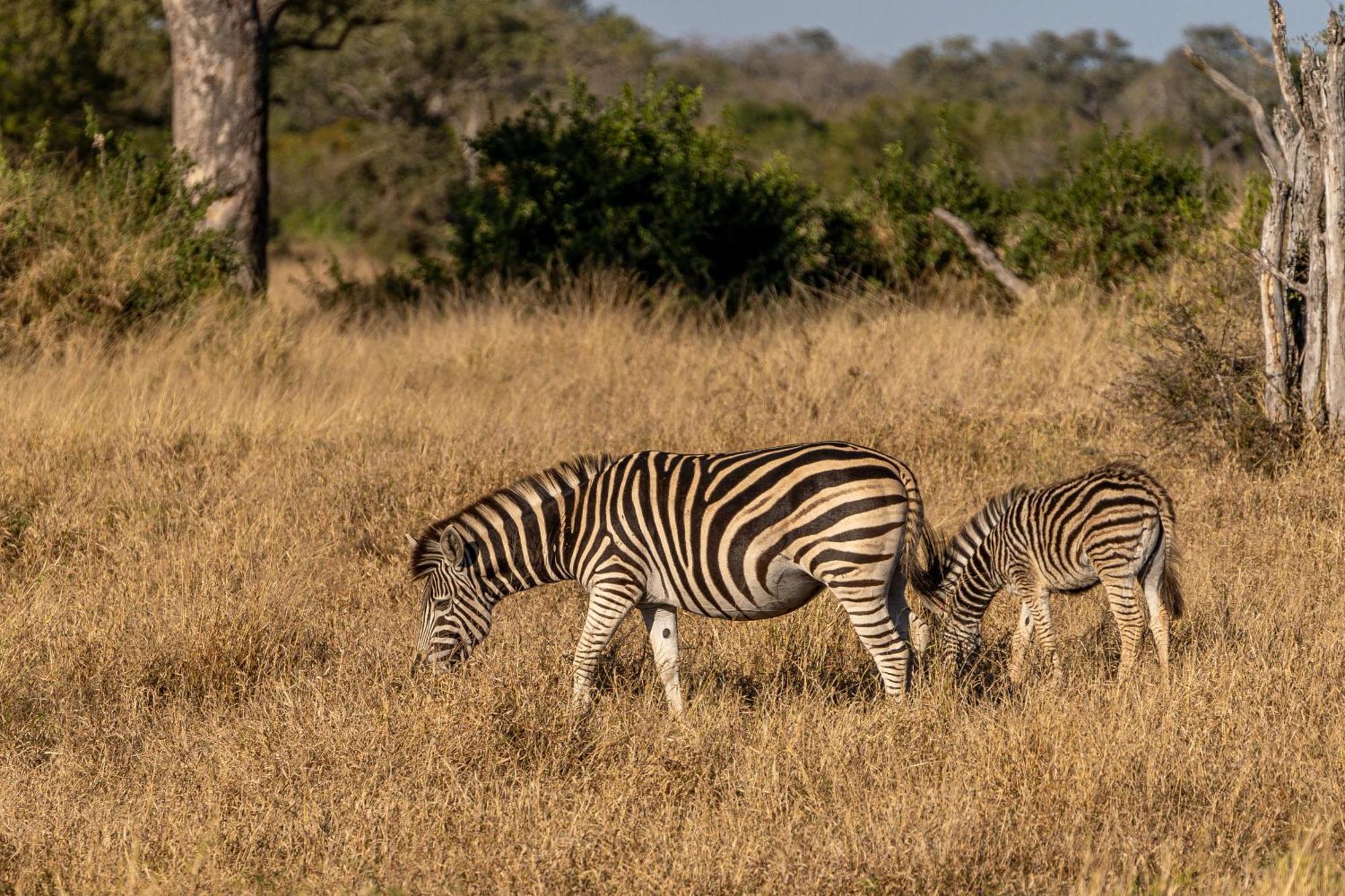 Ndzhaka Tented Camp Manyeleti Game Reserve Exterior photo